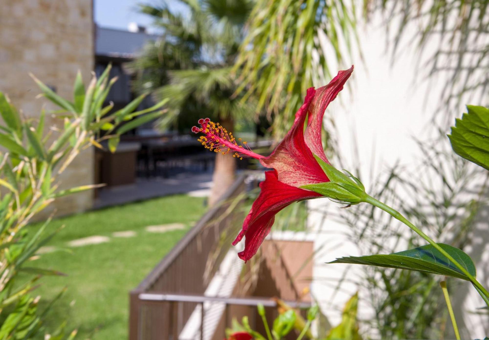 Almi-Cove Hilltop Villas 阿尔米里达 外观 照片